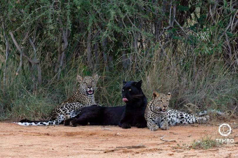 A black leopard lying between two spotted leopards on a red dirt track at the edge of thick bush, licking its lips