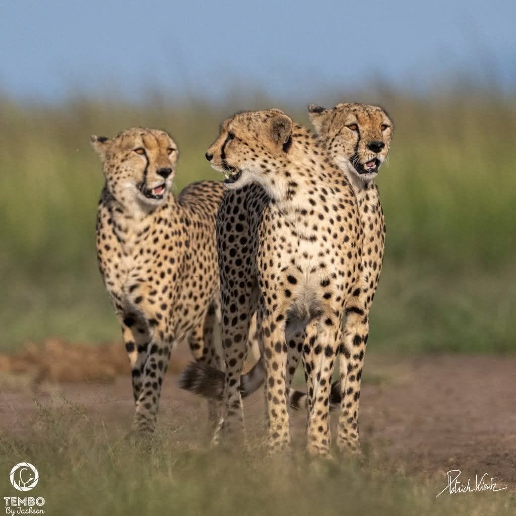 Three cheetahs of the Tano Bora coalition standing close together on a dirt track, mouths open, with tall green grass and a blue sky behind them